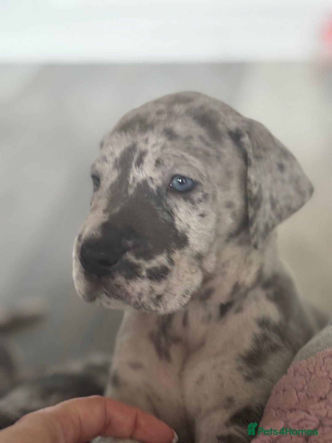 Great Dane dogs for sale: KC registered blue Great Dane puppies - Image 35