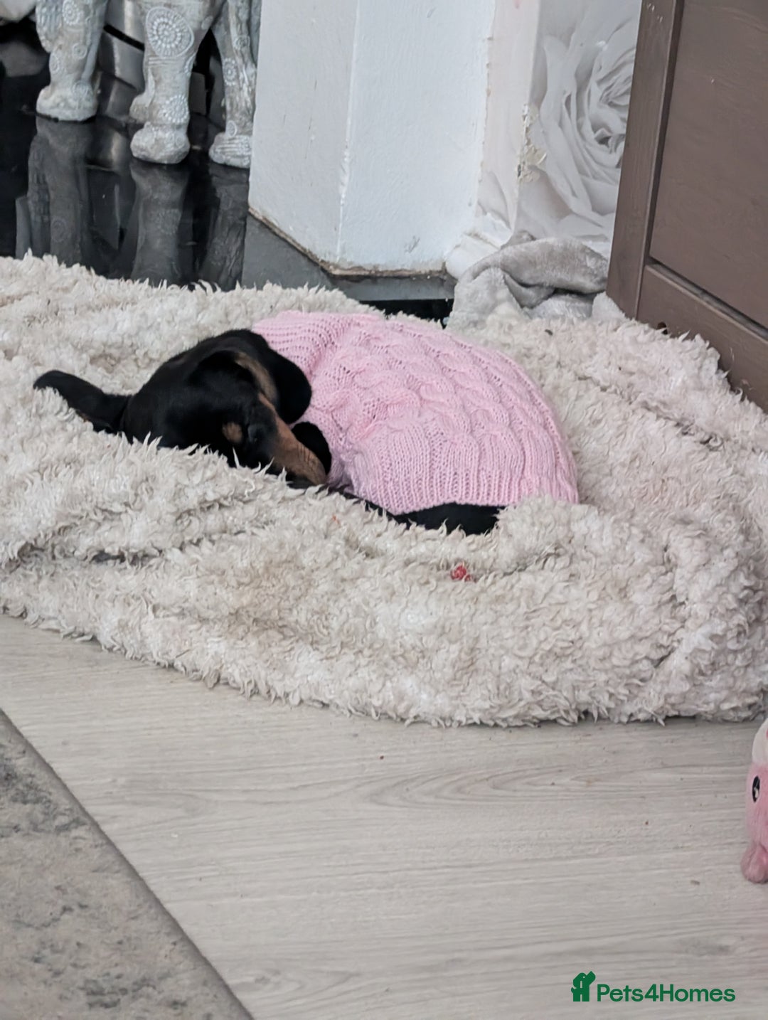 Dachshund dogs for sale: Miniature Dachshund puppy  - Image 2