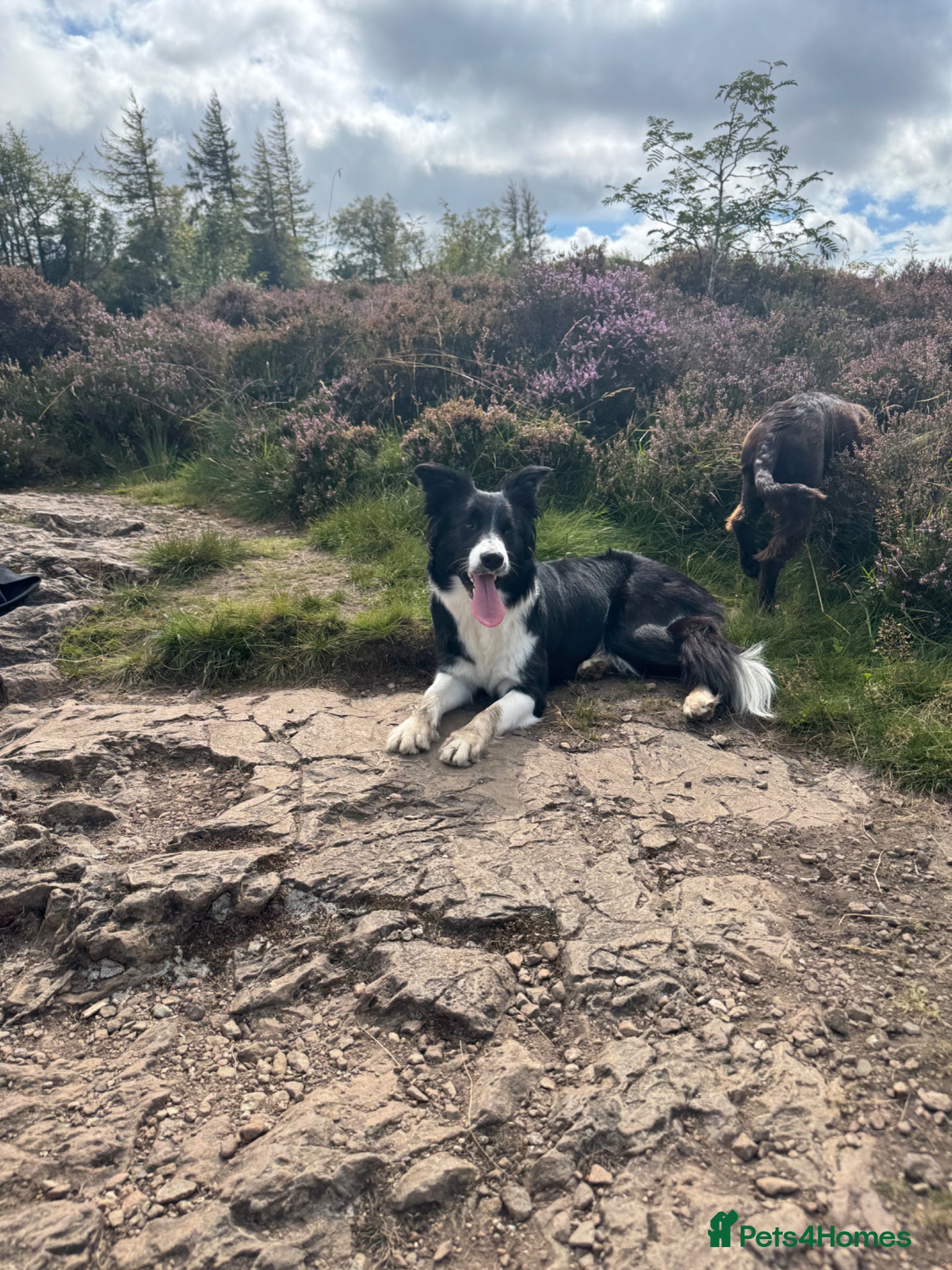 Mixed Breed dogs Border Collie x Cocker Spaniel  - Advert 3