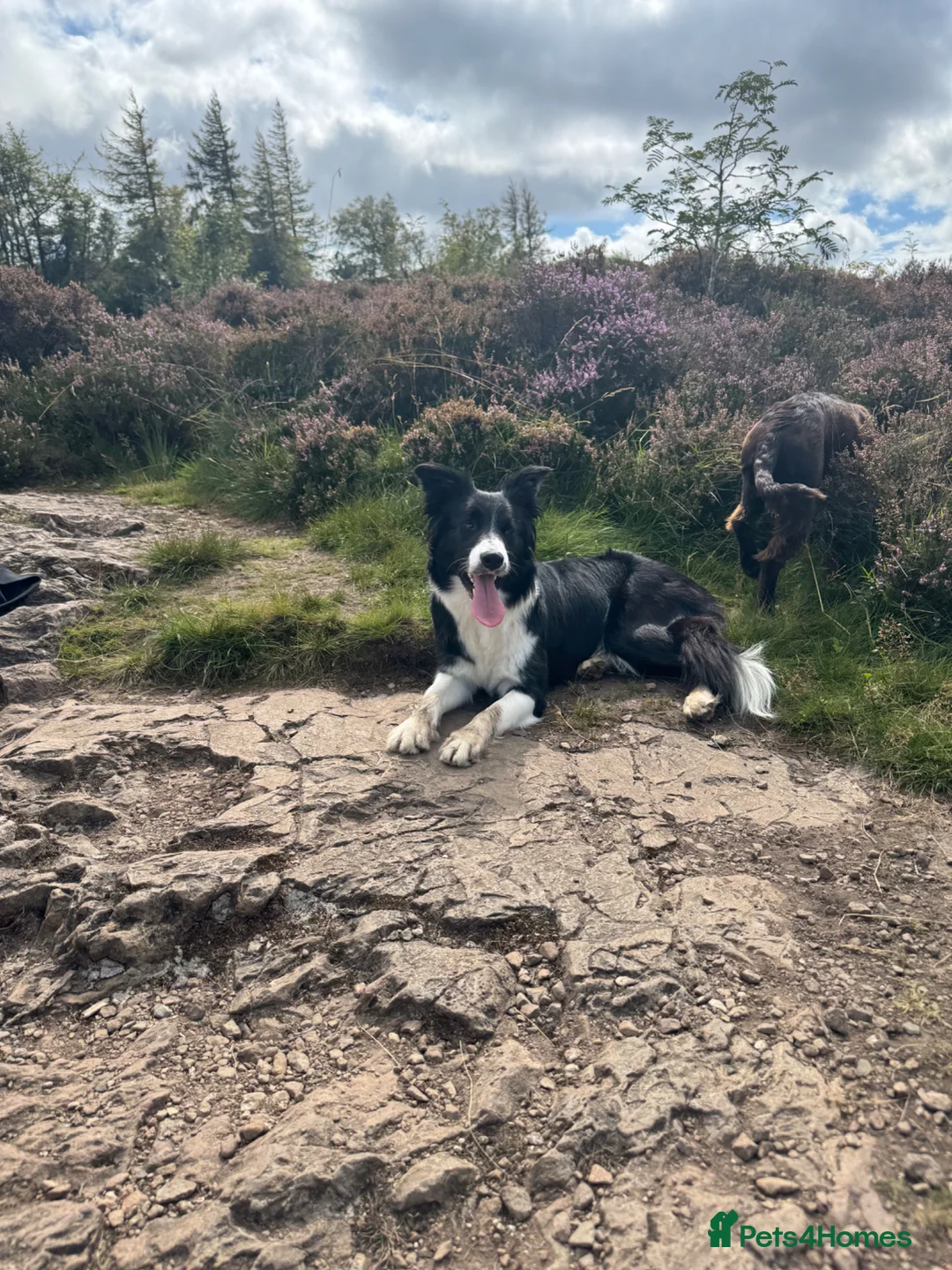 Mixed Breed dogs for sale: Border Collie x Cocker Spaniel  - Advert 1