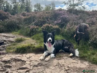 Mixed Breed dogs Border Collie x Cocker Spaniel - Advert 8