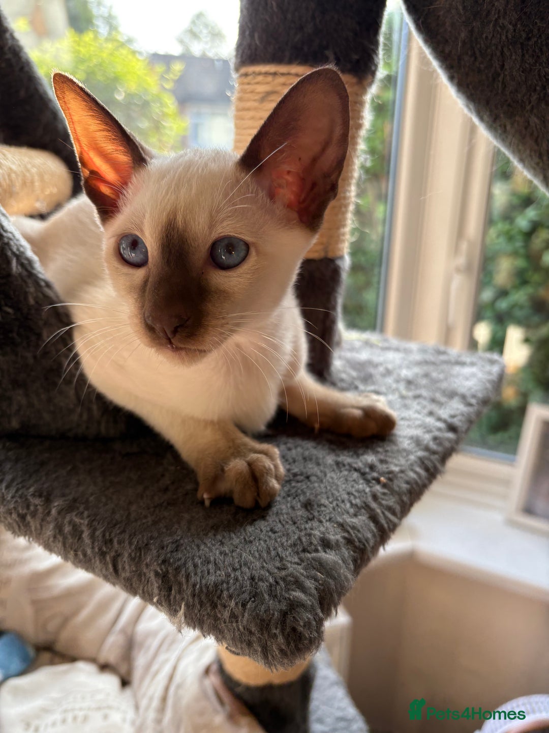 Siamese cats for sale: Siamese kittens for sale  in Sheffield - Image 13