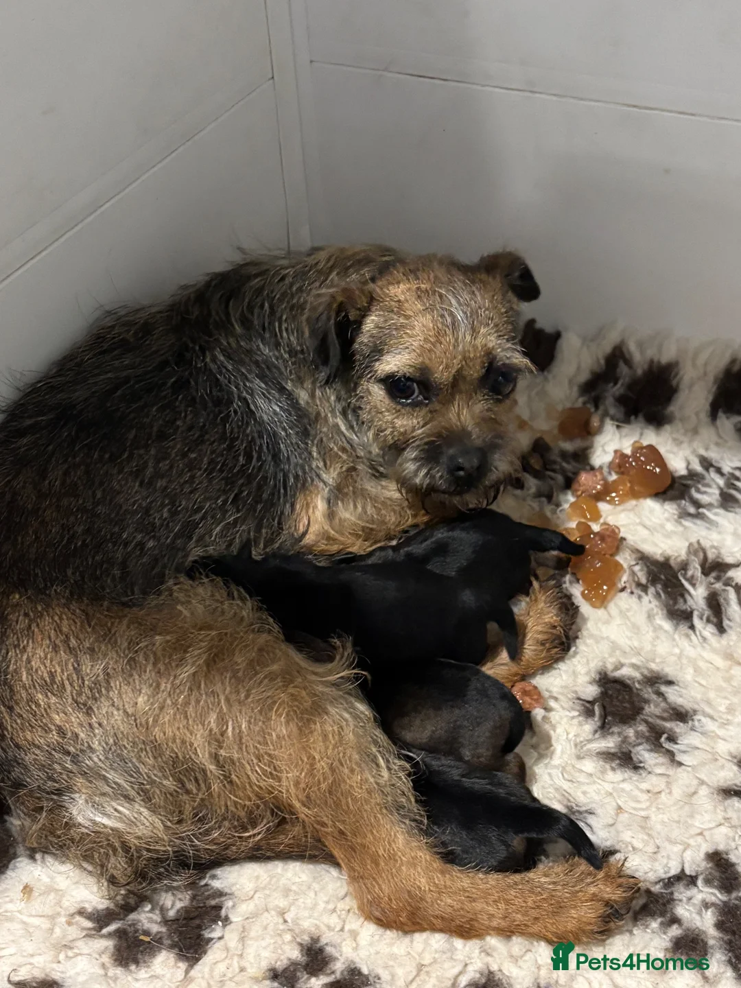 Border Terrier dogs for sale: Beautiful kc reg Border terriers  - Advert 2