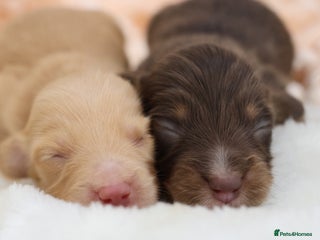 Miniature Dachshund dogs KC Longhair Miniature Dachshund Puppies - Advert 14