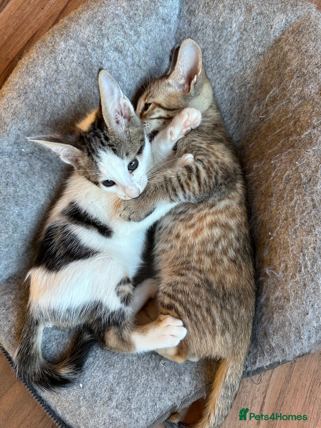 Mixed Breed cats for sale: Crossed Between Oriental short hair & White Bengal - Advert 18