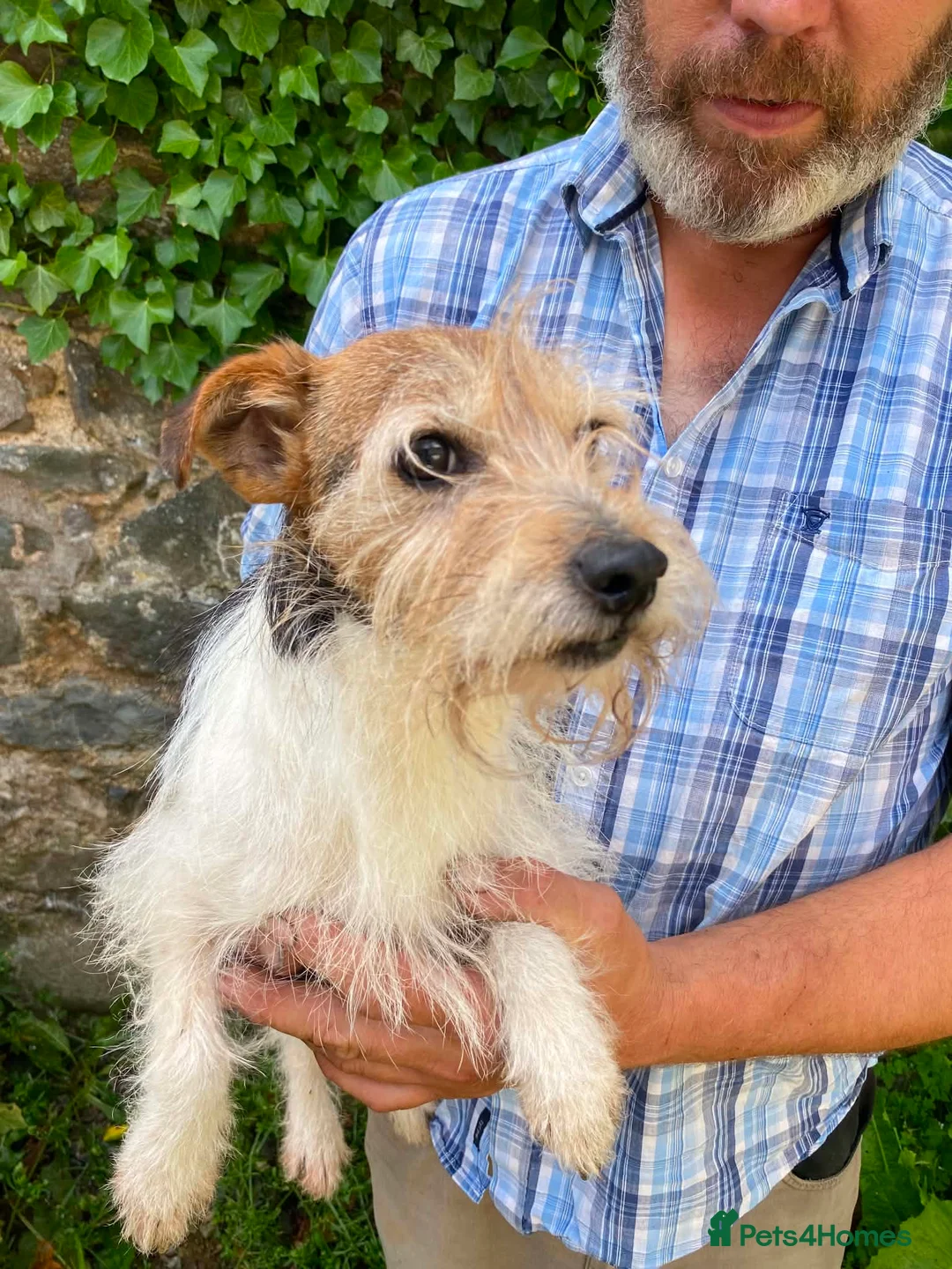 Jack Russell dogs for sale: 3 Little Jack Russell Puppies for sale  in Lifton - Advert 5
