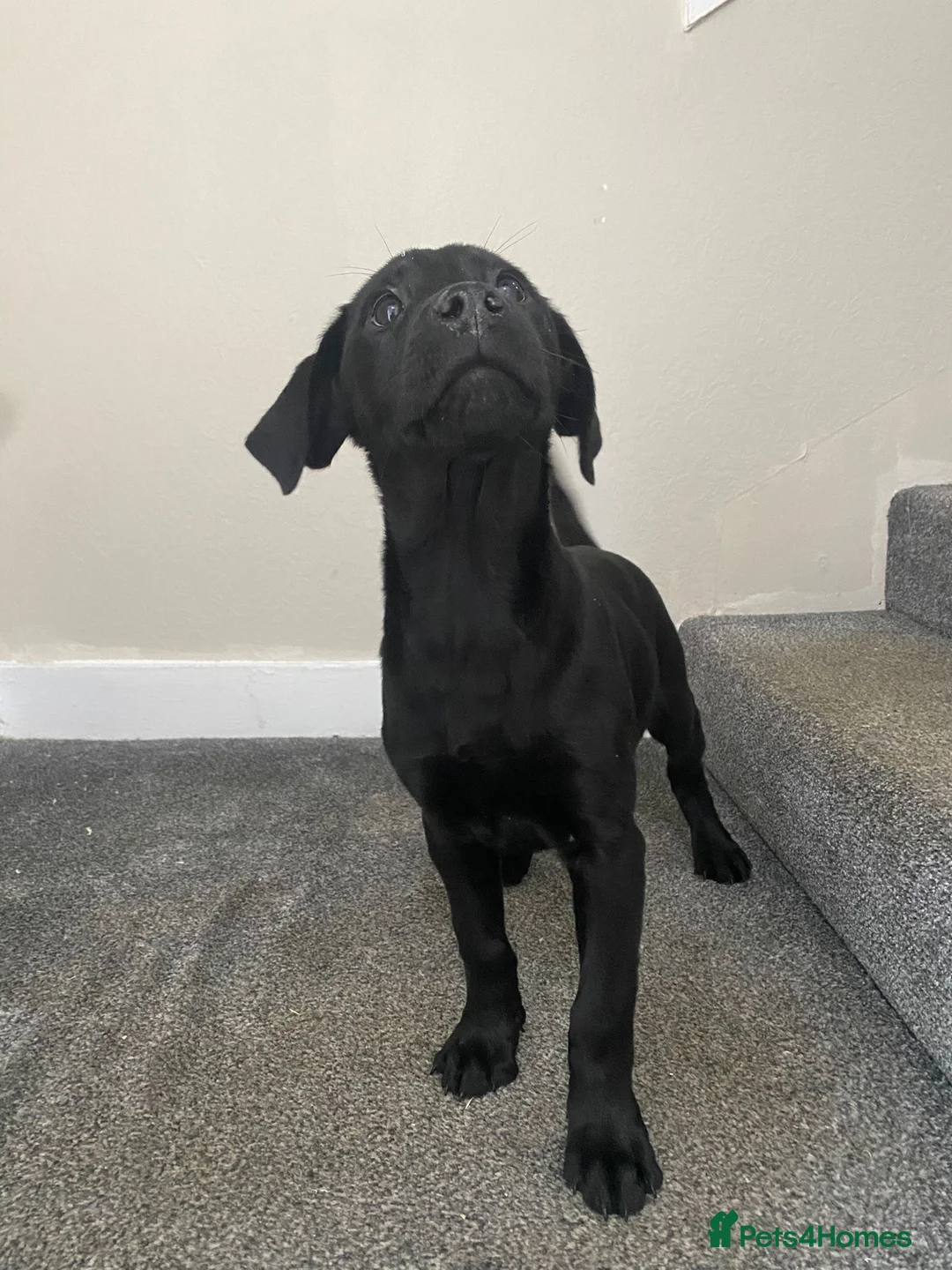 Labrador Retriever dogs for sale: Labrador puppies - Advert 6