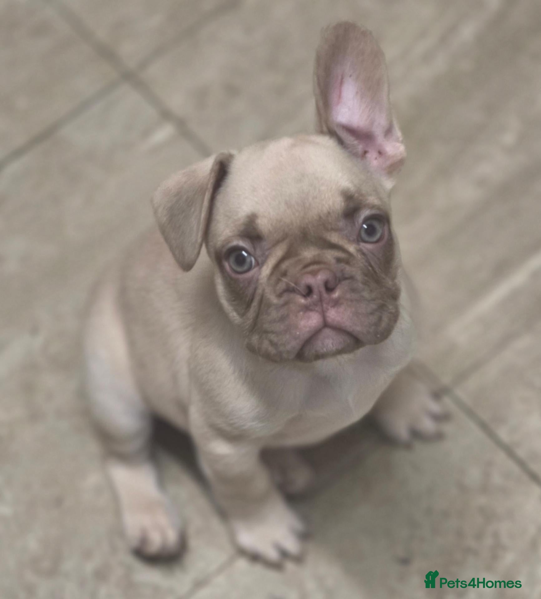 French Bulldog dogs French bulldog puppies  - Advert 18
