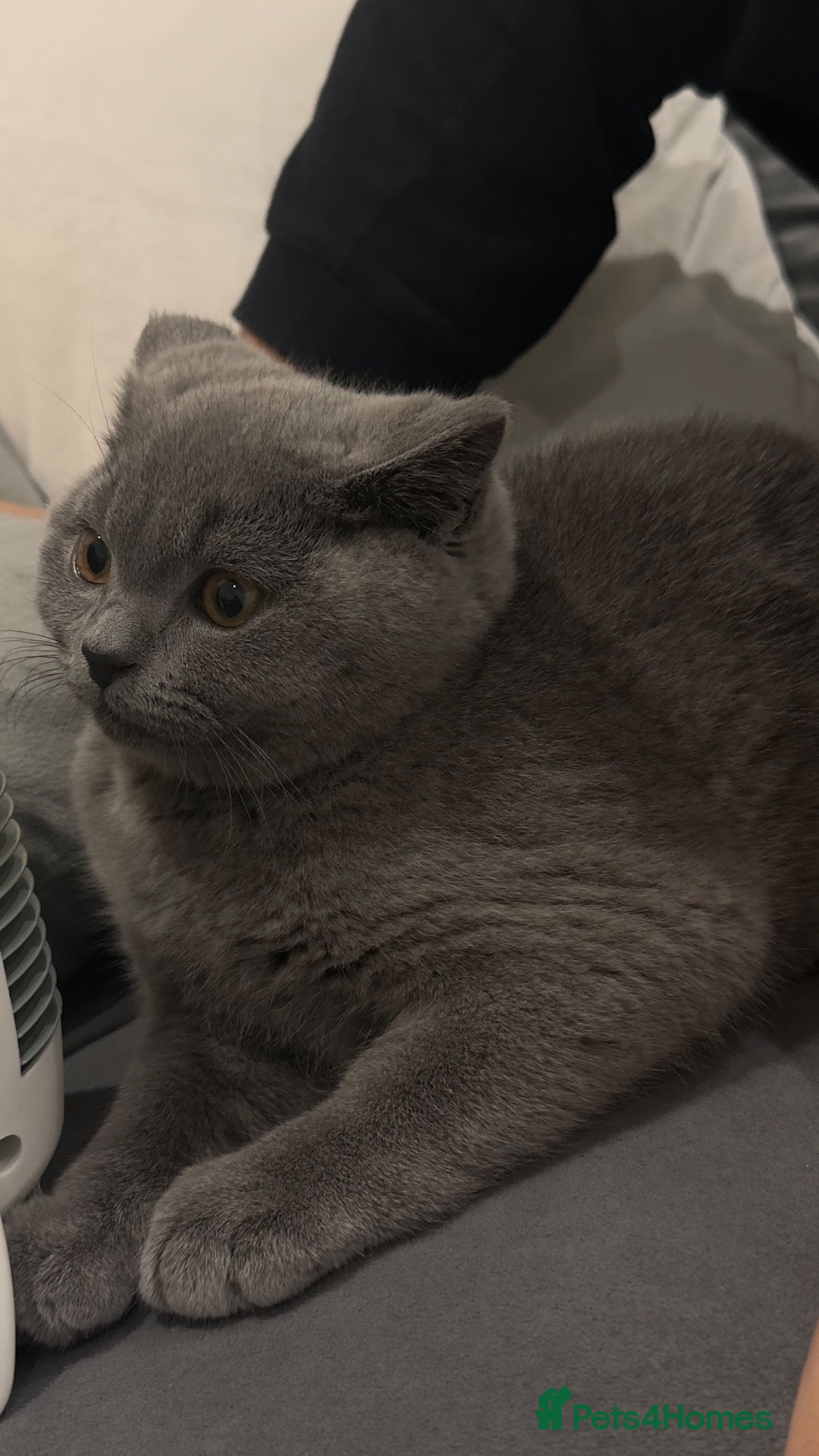 British Shorthair cats for sale: Grey British shorthair  - Advert 17