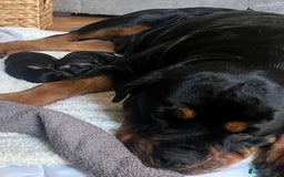 Mixed Breed dogs for sale: Rottweiler x German shepherd male puppies - Image 8
