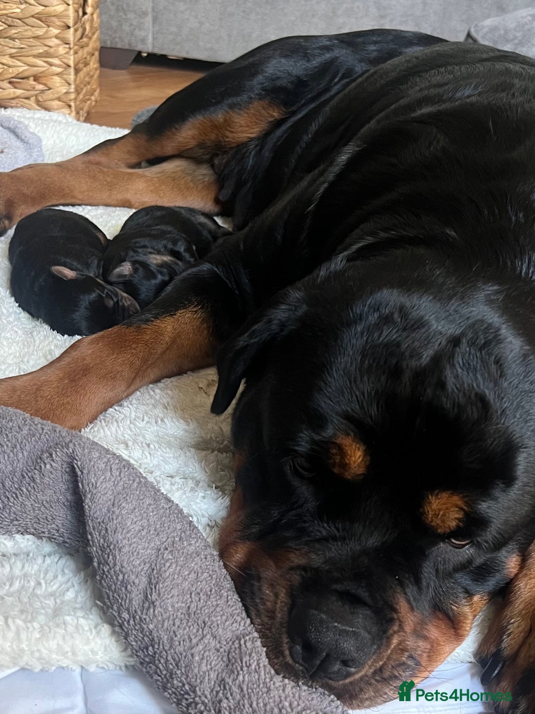 Mixed Breed dogs for sale: Rottweiler x German shepherd male puppies - Image 8