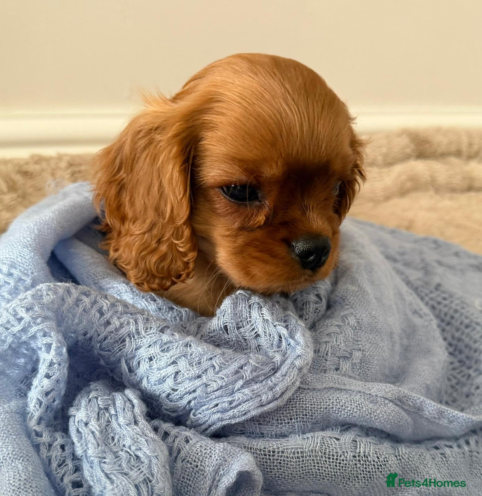 Cavalier King Charles Spaniel dogs CKCS Puppies Tested Bloodlines, KC Reg - Advert 2