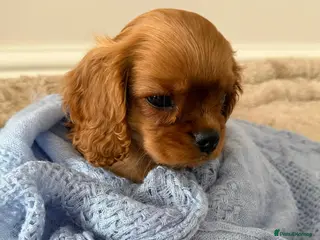Cavalier King Charles Spaniel dogs CKCS Puppies Tested Bloodlines, KC Reg - Advert 2
