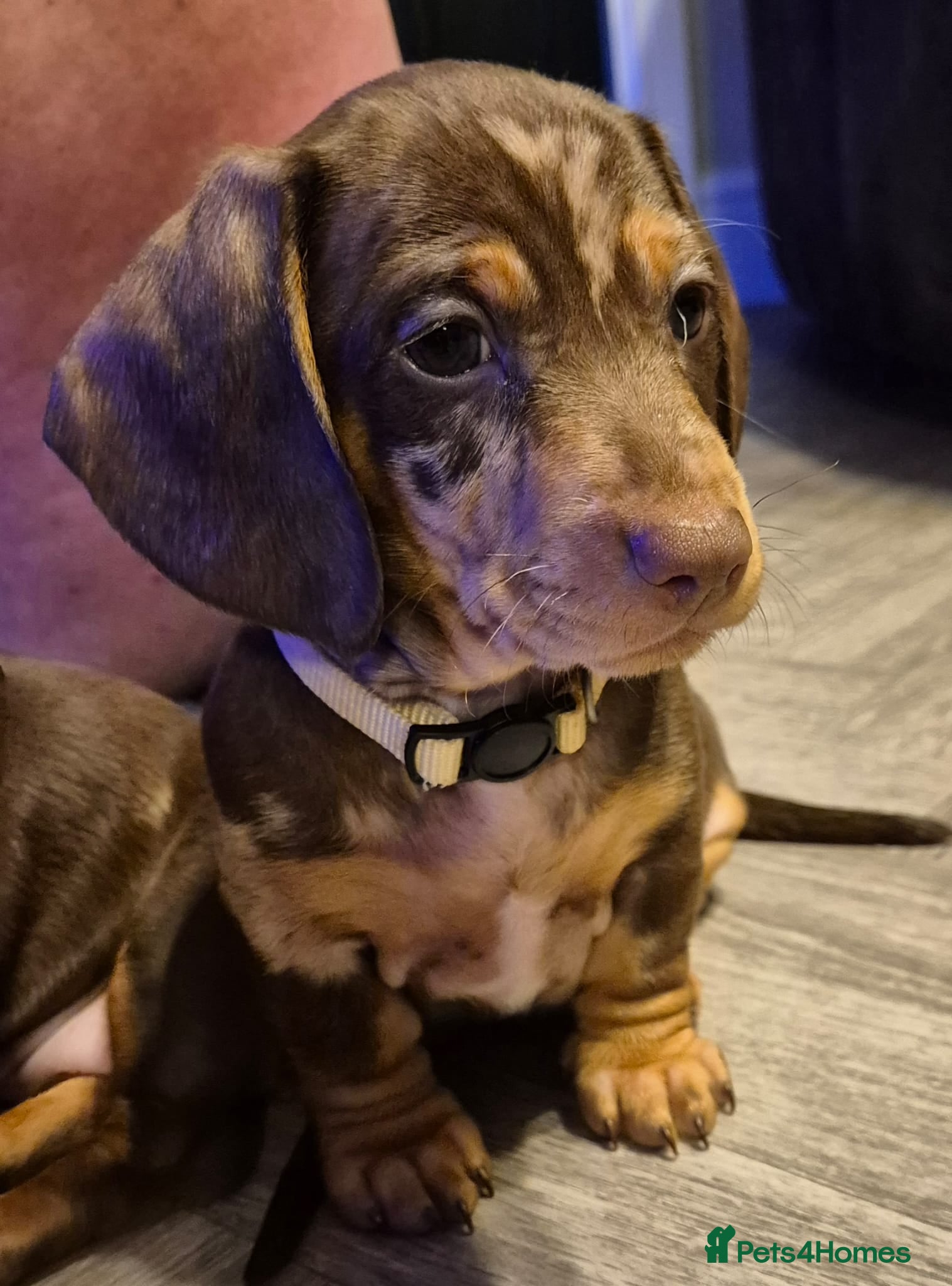 Miniature Dachshund dogs KC Miniature Dachshund Puppy last boy left - Advert 1