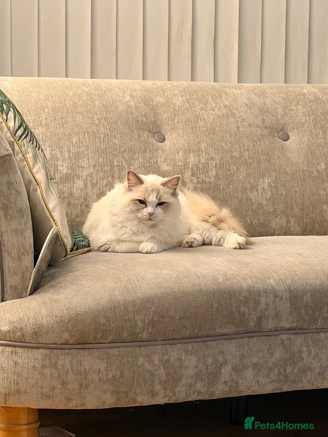 Ragdoll cats for sale: GCCF Active Ragdoll Male  - Advert 5