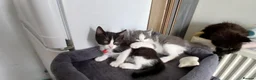Mixed Breed cats for sale: 5 cuties looking for new forever homes - Advert 5