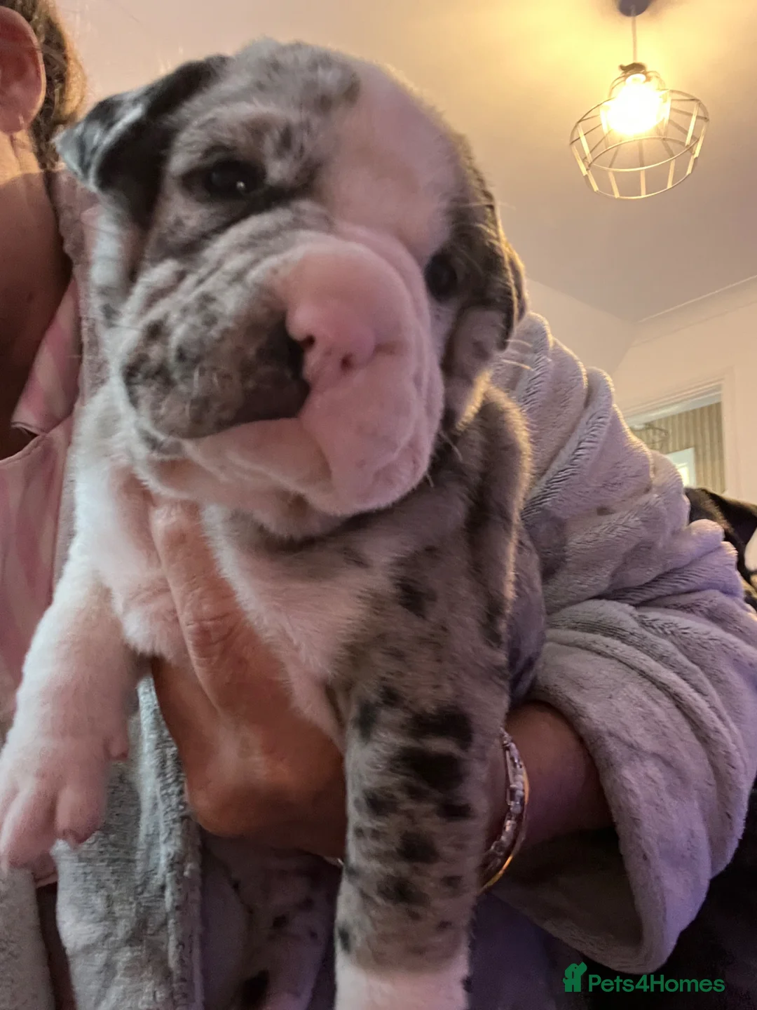 Shar Pei dogs for sale: Shar pei puppy’s £1000 boys only  - Advert 2