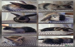 Mixed Breed rabbits for sale: Super cute rex x lop bunnies - Image 1