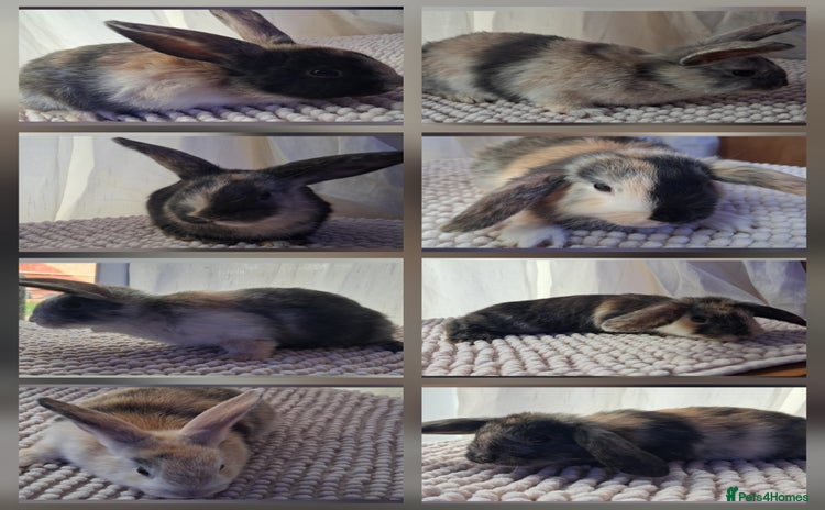Mixed Breed rabbits - Advert 1