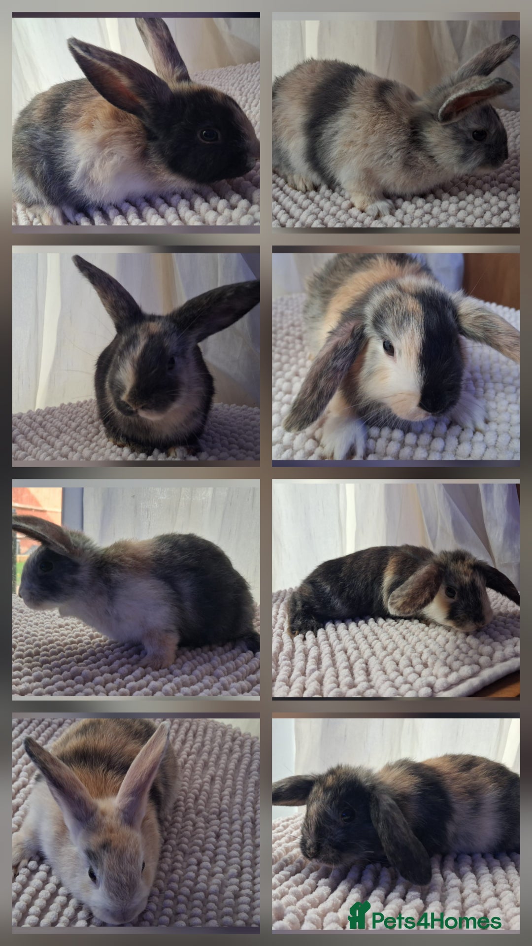 Mixed Breed rabbits for sale: Super cute rex x lop bunnies - Image 1