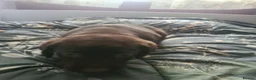 Labrador Retriever dogs for sale: Eduard Bielinskij  - Advert 6