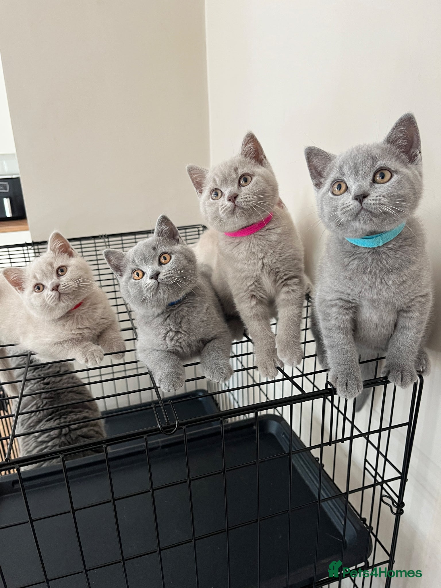 British Shorthair cats Lilac & Blue BSH’s GCCF available 11/06/26 🩵💜 - Advert 1
