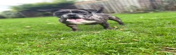 American Bully dogs for sale: Pocket bully  in Sunderland - Advert 2