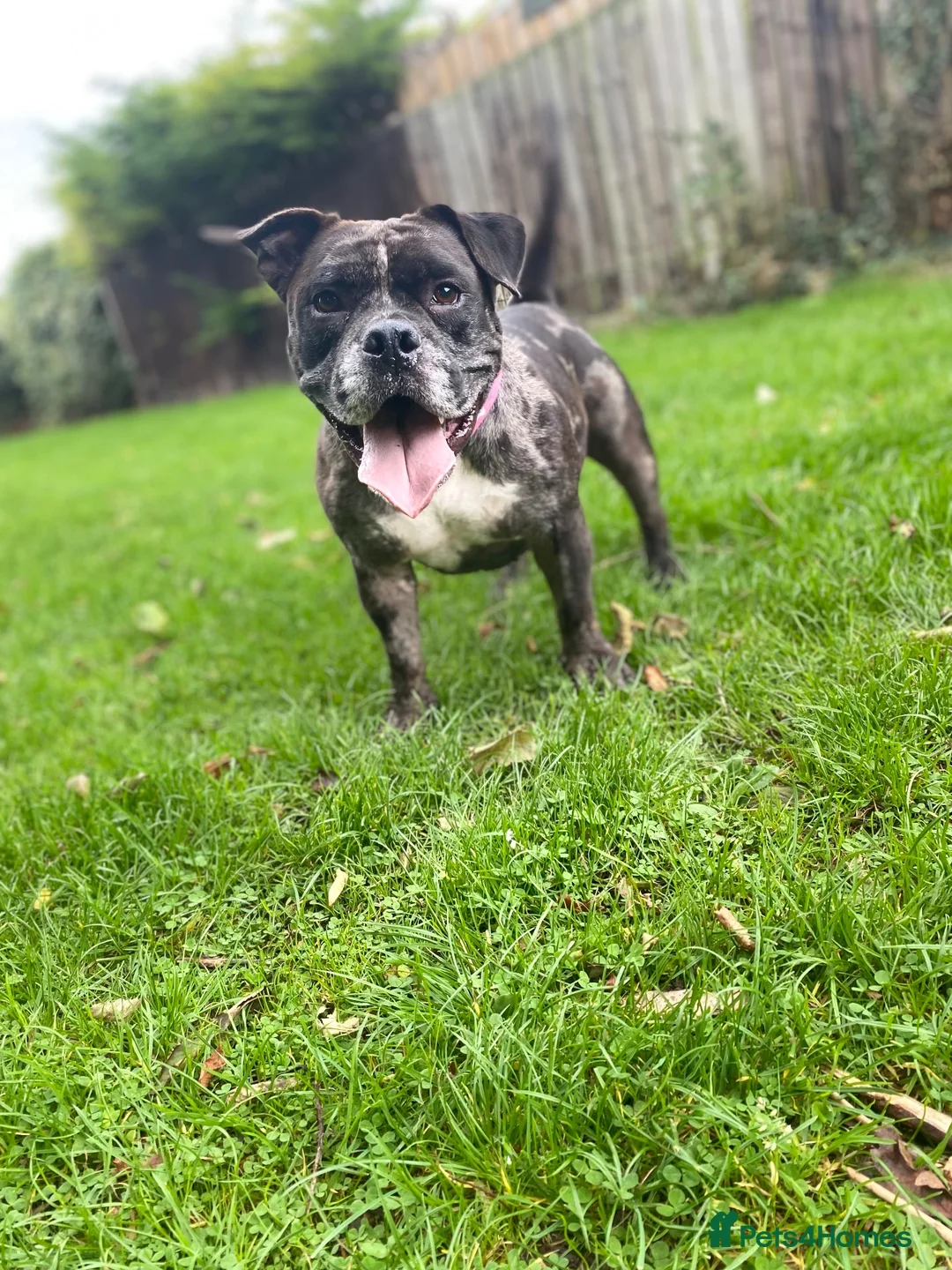 American Bully dogs for sale: Pocket bully  in Sunderland - Advert 2
