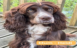 Cocker Spaniel dogs for sale: 3 KC Registered Show Cocker Spaniel Puppies  - Image 3