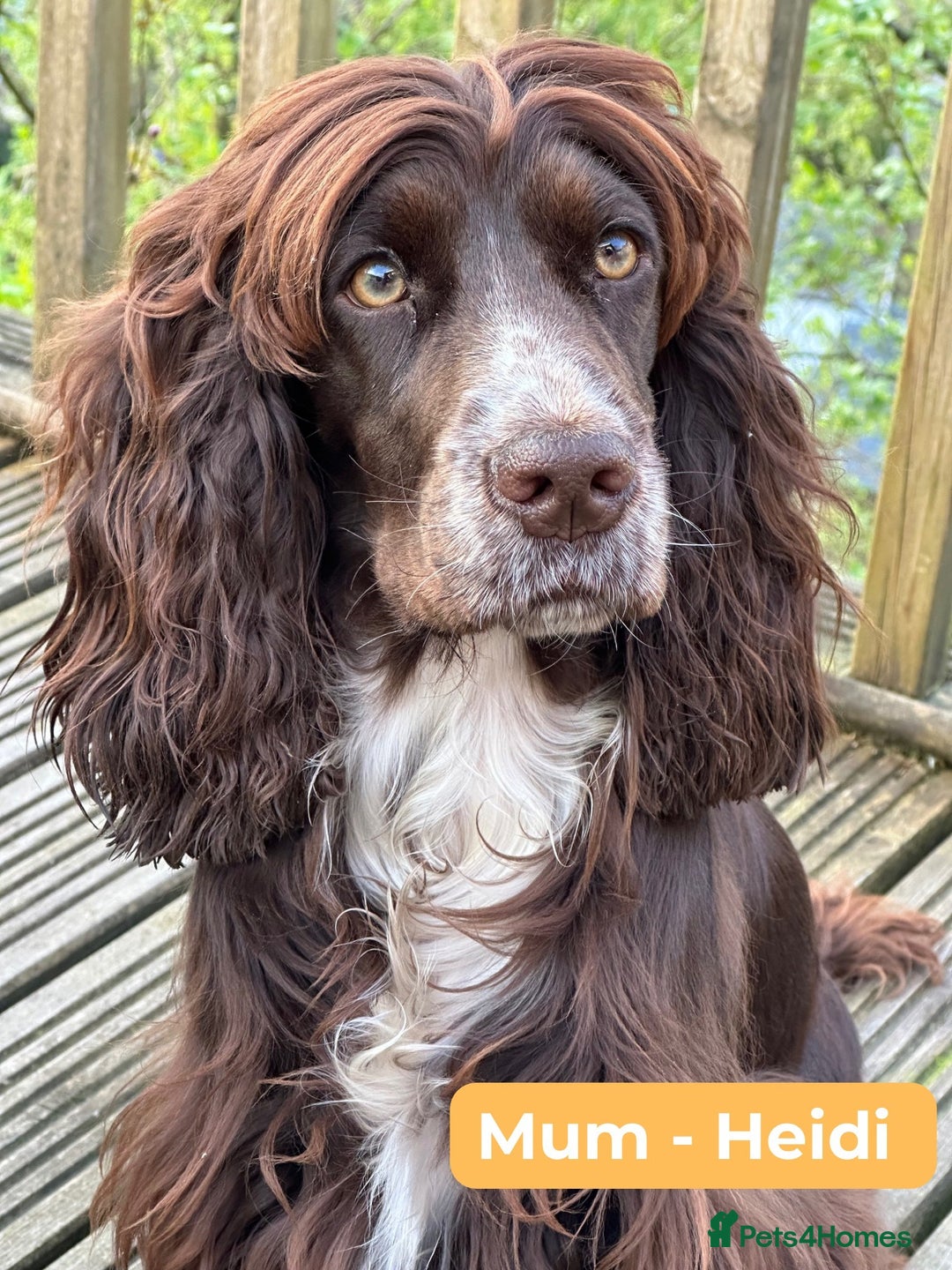 Cocker Spaniel dogs for sale: 3 KC Registered Show Cocker Spaniel Puppies  - Image 3
