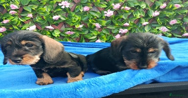 Miniature Dachshund dogs STUNNING SHOW QUALITY MINI WIRES PRA LAFORA CLEAR - Advert 15