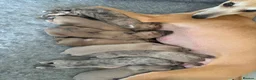 Whippet dogs for sale: Exceptional litter of KC registered whippets - Advert 4