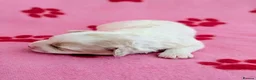 Maltipoo dogs for sale: Toy Maltipoo puppies - DNA health tested parents! - Advert 12