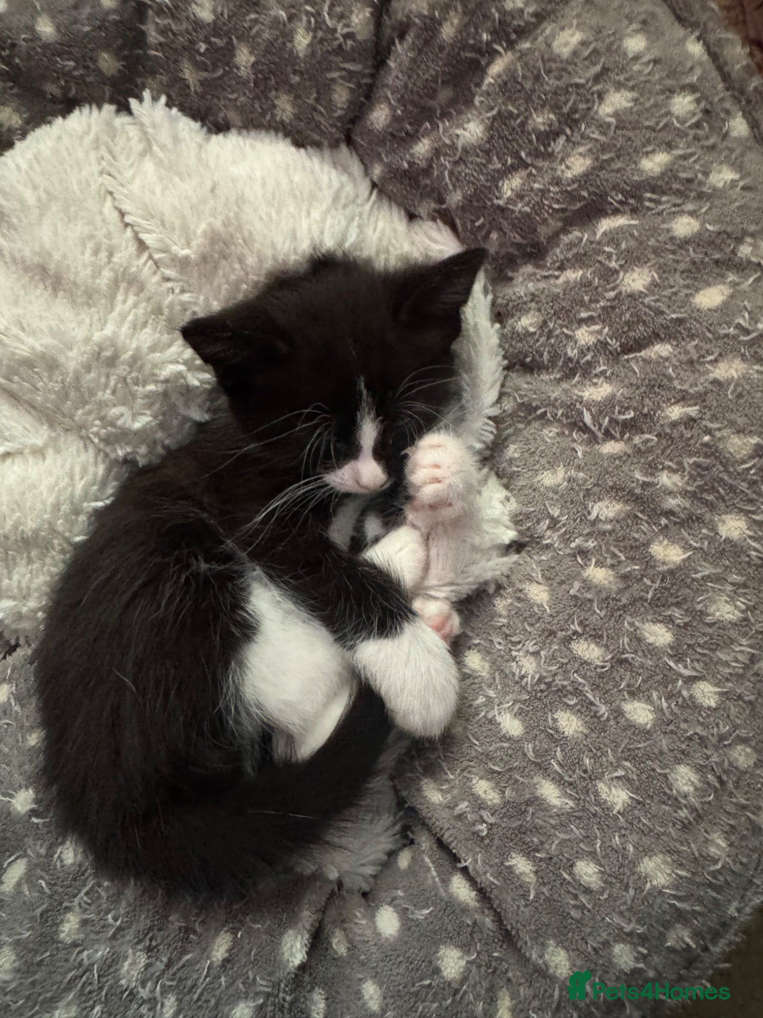 Mixed Breed cats 1 kittens left  - Advert 7