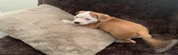 Staffordshire Bull Terrier dogs for sale: Male puppy Staffordshire bull terrior in Manchester - Advert 6