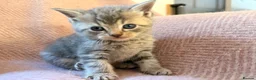 Scottish Fold cats for sale: 8 Beautiful blue Scottish folds  - Advert 22