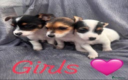 Jack Russell dogs for sale: Jack russell - Image 6