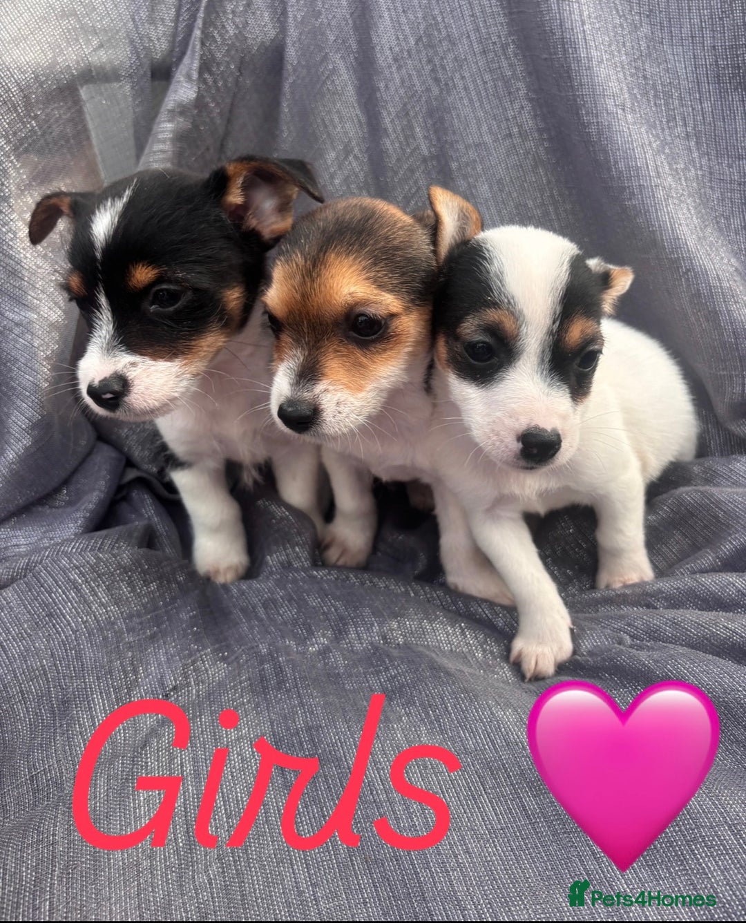 Jack Russell dogs for sale: Jack russell - Image 6