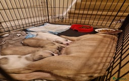 French Bulldog dogs for sale: Franch Bulldog - Image 4