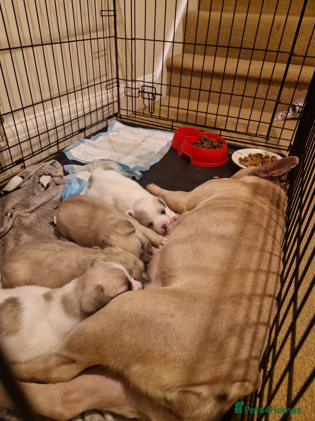 French Bulldog dogs for sale: Franch Bulldog - Image 4