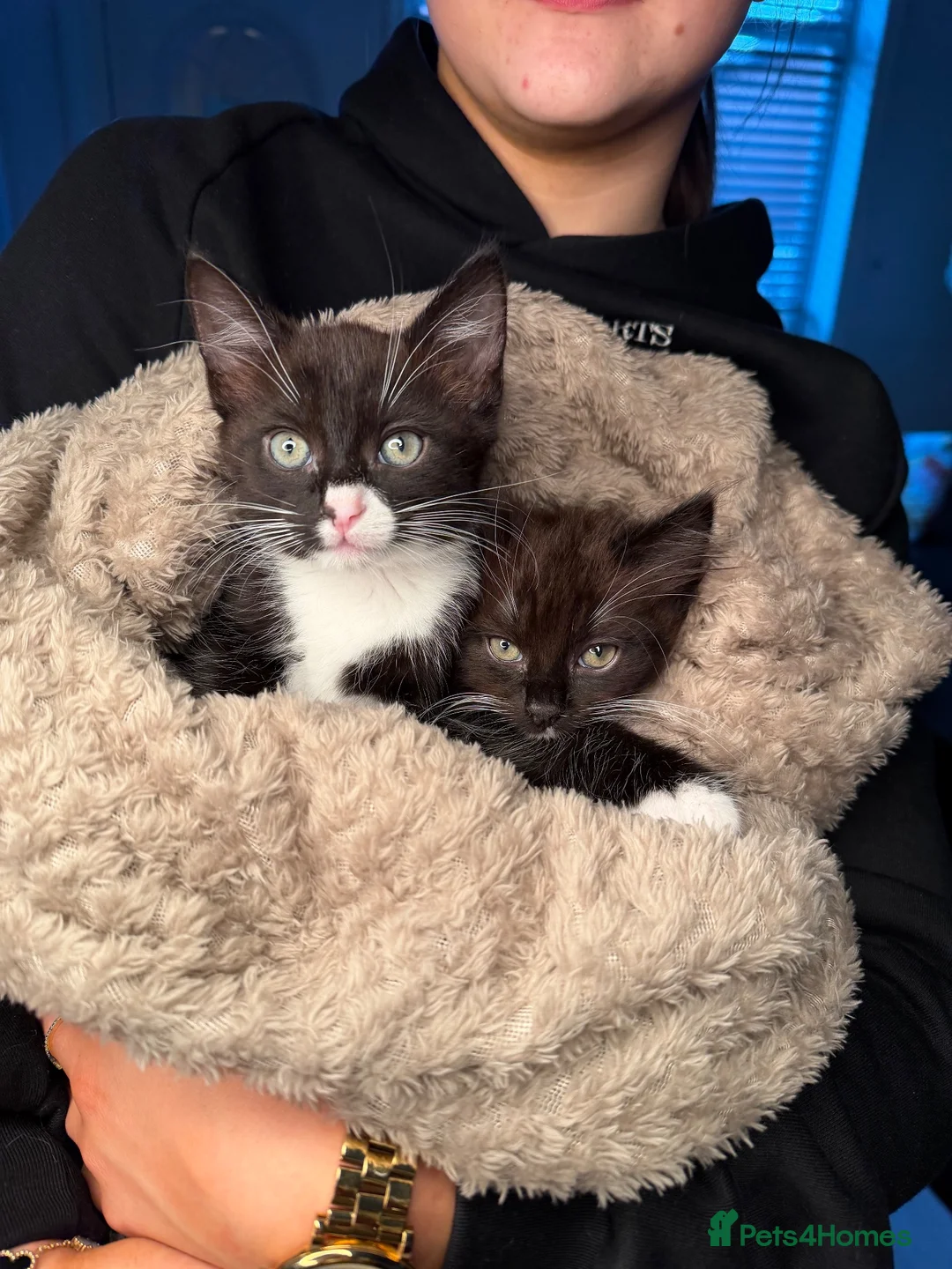 Ragdoll cats for sale: Price for both, Simba & Marge - brother & sister - Advert 1