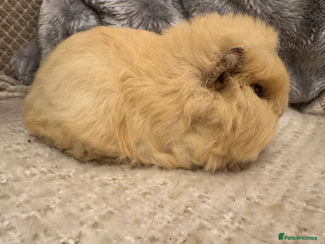 Guinea Pig rodents for sale: Bonded Swiss guinea pig boars - Advert 1