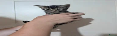 Domestic Shorthair 5