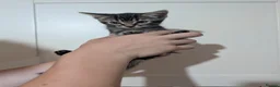 Domestic Shorthair cats for sale: 5 Kittens available  - Advert 4