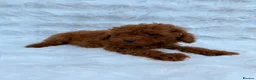 Toy Poodle dogs for sale: Red Toy Poodle MALES - Advert 24
