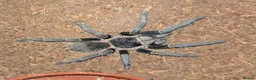 Tarantulas invertebrates for sale: 5 tarantulas, with enclosures see description  in Bristol - Advert 9