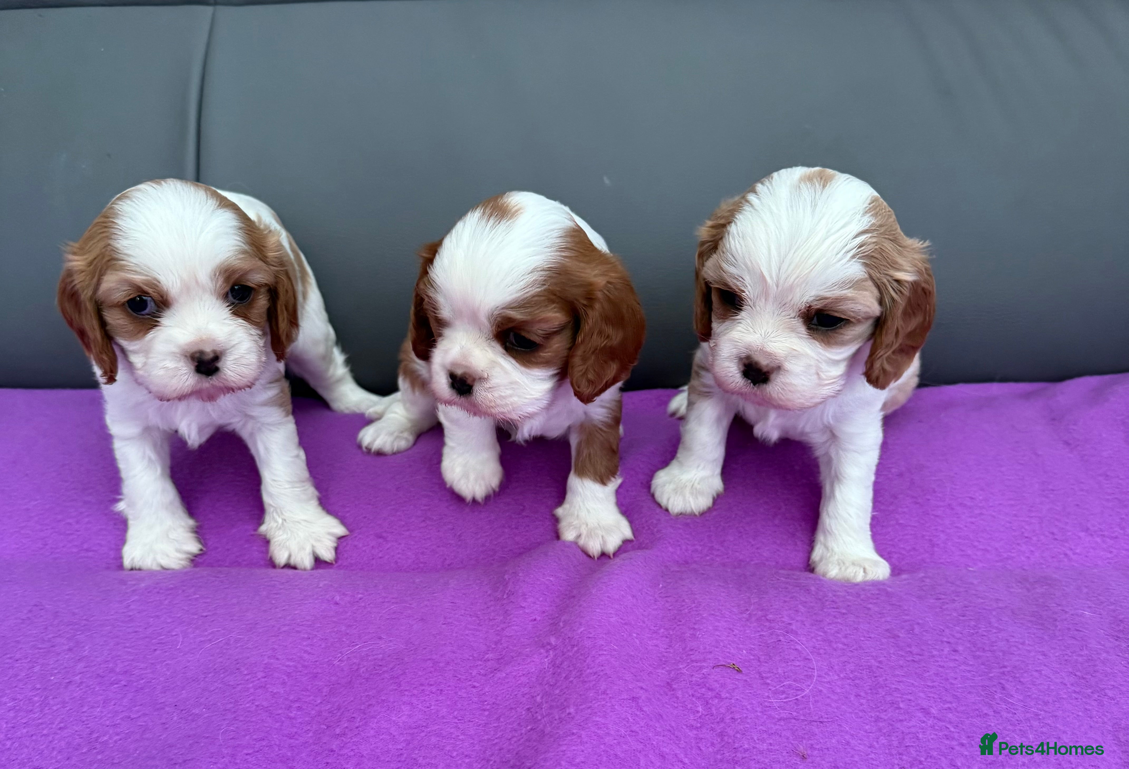 Cavalier King Charles Spaniel dogs Adorable Cavalier King Charles Spaniel  - Advert 1