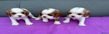 Cavalier King Charles Spaniel Puppy 2
