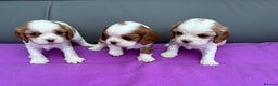 Cavalier King Charles Spaniel dogs for sale: Adorable Cavalier King Charles Spaniel  - Advert 1