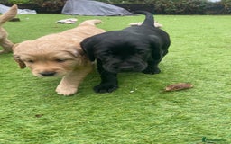 Cockerdor dogs for sale: Cocker Retriever aka Cockerdor bundles of joy - Advert 1